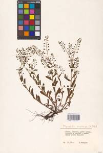 MHA 0 153 050, Незабудка полевая (L.) Hill, Восточная Европа, Литва (E2a) (Литва)