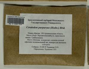 Ceratodon purpureus (Hedw.) Brid., Гербарий мохообразных, Мхи - Архангельская и Вологодская области, Коми, Ненецкий АО (B7) (Россия)