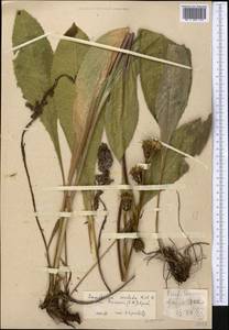 Соссюрея грязноцветковая Kar. & Kir., Средняя Азия и Казахстан, Северный и Центральный Тянь-Шань (M4)