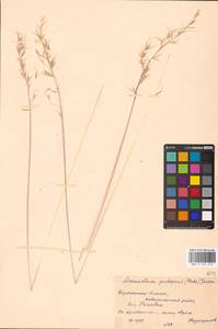 Avenula pubescens (Huds.) Dumort., Восточная Европа, Центральный лесостепной район (E6) (Россия)