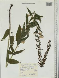 Колокольчик, Восточная Европа, Средневолжский район (E8) (Россия)