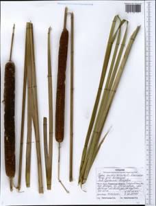 Рогоз юго-восточный Mavrodiev, Сибирь, Западная Сибирь (S1) (Россия)