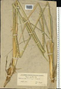 Волоснец кистистый, Колосняк кистистый (Lam.) Tzvelev, Восточная Европа, Нижневолжский район (E9) (Россия)