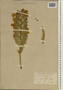 Acanthus dioscoridis L., Зарубежная Азия (ASIA) (Турция)