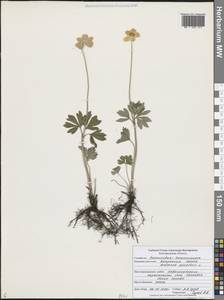 Ветреница лесная L., Восточная Европа, Центральный лесостепной район (E6) (Россия)