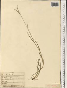 Паспалум двурядный L., Зарубежная Азия (ASIA)