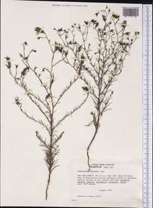 Cordylanthus wrightii A. Gray, Америка (AMER) (США)