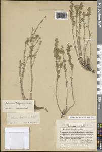 Artemisia subchrysolepis Filatova, Зарубежная Азия (ASIA) (КНР)