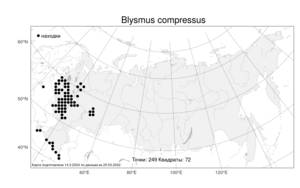 Blysmus compressus, Поточник сжатый, Блисмус сжатый (L.) Panz. ex Link, Атлас флоры России (FLORUS) (Россия)