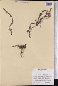Thymus praecox subsp. britannicus (Ronniger) Holub, Америка (AMER) (Гренландия)