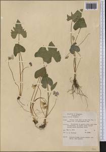 Viola palmata L., Америка (AMER) (США)