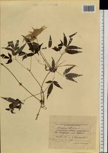 Княжик сибирский (L.) Mill., Сибирь, Алтай и Саяны (S2) (Россия)