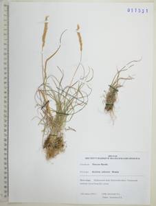 Koeleria macrantha subsp. macrantha, Сибирь, Дальний Восток (S6) (Россия)
