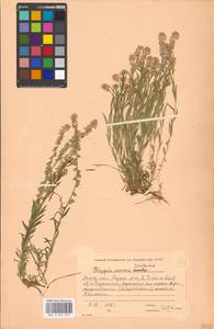 Истод хохлатый Schkuhr, Восточная Европа, Московская область и Москва (E4a) (Россия)
