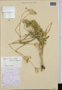 Leiotulus secacul (Mill.) Pimenov & Ostr., Зарубежная Азия (ASIA) (Турция)