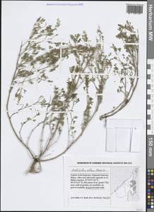 Донник белый Medik., Зарубежная Азия (ASIA) (ОАЭ)