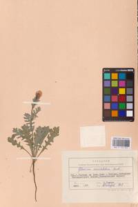 Мачок рогатый (L.) Rudolph, Восточная Европа, Ростовская область (E12a) (Россия)