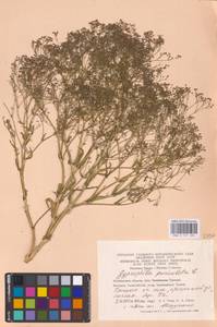 Качим метельчатый L., Восточная Европа, Восточный район (E10) (Россия)