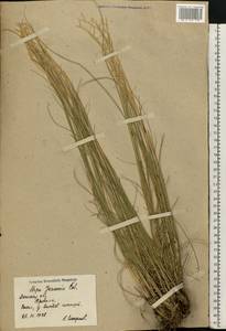 Ковыль перистый L., Восточная Европа, Северо-Украинский район (E11) (Украина)