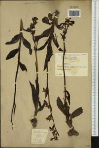 Ophrys scolopax subsp. cornuta (Steven) E.G.Camus, Западная Европа (EUR) (Сербия)