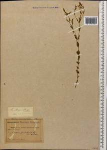 Centaurium pulchellum var. meyeri (Bunge) Omer, Кавказ, Абхазия (K4a) (Абхазия)