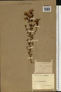 Зверобой продырявленный L., Восточная Европа, Московская область и Москва (E4a) (Россия)