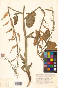 Редька посевная L., Восточная Европа, Нижневолжский район (E9) (Россия)