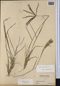 Chloris truncata R.Br., Западная Европа (EUR) (Швейцария)
