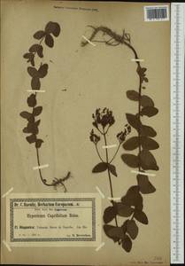 Hypericum caprifolium Boiss., Западная Европа (EUR) (Испания)