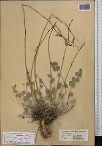 Astragalus ackerbergensis Freyn, Средняя Азия и Казахстан, Копетдаг, Бадхыз, Малый и Большой Балхан (M1) (Туркмения)