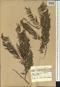 Senegalia polyacantha (Willd.) Seigler & Ebinger, Африка (AFR) (Мали)