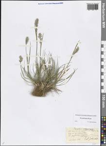 Koeleria spicata (L.) Barberá, Quintanar, Soreng & P.M.Peterson, Восточная Европа, Северный район (E1) (Россия)