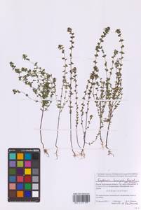 Euphrasia × vernalis List, Восточная Европа, Московская область и Москва (E4a) (Россия)