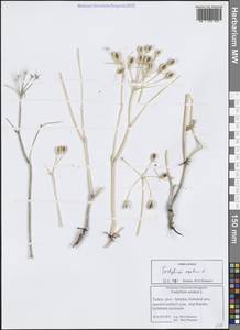 Тордилиум апулийский L., Зарубежная Азия (ASIA) (Турция)