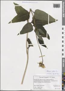 Heliopsis helianthoides var. scabra (Dunal) Fernald, Восточная Европа, Белоруссия (E3a) (Белоруссия)
