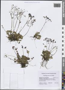 Камнеломка даурская (Willd.) Small, Сибирь, Прибайкалье и Забайкалье (S4) (Россия)