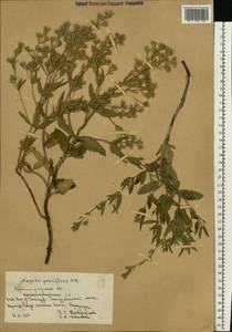 Nepeta ucranica subsp. parviflora (M.Bieb.) M.Masclans, Восточная Европа, Нижневолжский район (E9) (Россия)