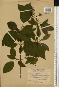 Кизил белый, Свидина белая L., Восточная Европа, Центральный район (E4) (Россия)