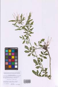 Сердечник горький L., Восточная Европа, Московская область и Москва (E4a) (Россия)