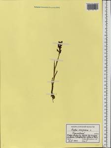 Анакамптис клопоносный (L.) R.M.Bateman, Pridgeon & M.W.Chase, Восточная Европа, Центральный лесостепной район (E6) (Россия)