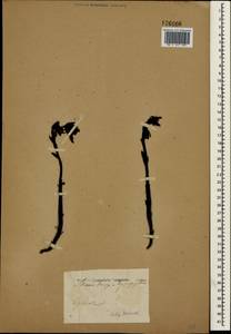 Подъельник обыкновенный Crantz, Крым (KRYM) (Россия)