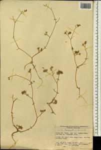 Пупырник тонколистный, Торилис тонколистный (L.) Rchb. fil., Зарубежная Азия (ASIA) (Турция)