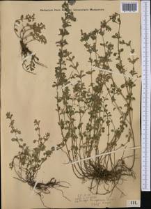 Clinopodium alpinum subsp. hungaricum (Simonk.) Govaerts, Западная Европа (EUR) (Босния и Герцеговина)
