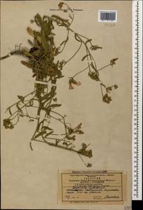 Вьюнок кантабрийский L., Кавказ, Азербайджан (K6) (Азербайджан)