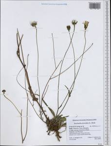 Reichardia picroides (L.) Roth, Западная Европа (EUR) (Италия)