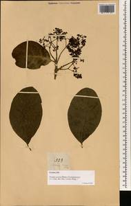 Pisonia umbellifera (J. & G. Forst.) Seem., Зарубежная Азия (ASIA) (Филиппины)
