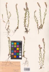 Истод хохлатый Schkuhr, Восточная Европа, Центральный район (E4) (Россия)