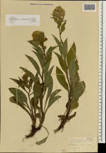 Solidago virgaurea subsp. minuta (L.) Arcang., Зарубежная Азия (ASIA) (Турция)