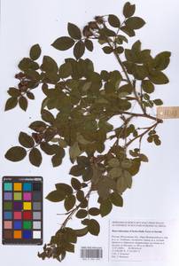 Шиповник почти-собачий (Christ) Dalla Torre & Sarnth., Восточная Европа, Московская область и Москва (E4a) (Россия)