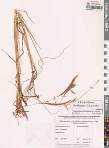 × Elyhordeum, Сибирь, Чукотка и Камчатка (S7) (Россия)